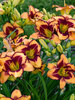 Hemerocallis Blazing Glory
