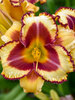 Hemerocallis Blazing Glory