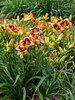 Hemerocallis Blazing Glory