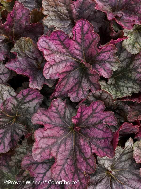Heuchera Blackberry Ice