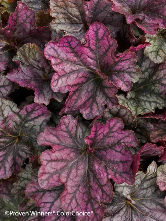 Heuchera Blackberry Ice