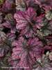 Heuchera Blackberry Ice