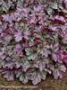 Heuchera Blackberry Ice