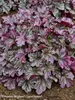 Heuchera Blackberry Ice