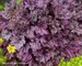 Heuchera Blackberry Ice