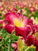 Hemerocallis Blood Sweat and Tears