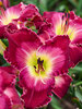 Hemerocallis Blood Sweat and Tears
