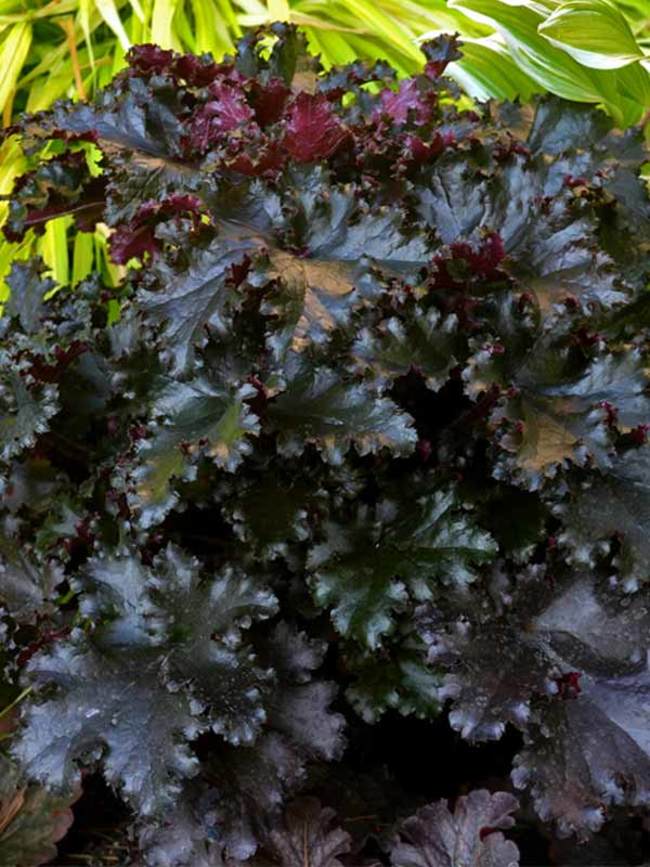 Heuchera Black Taffeta