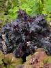 Heuchera Black Taffeta