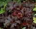 Heuchera Black Taffeta