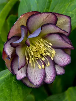 Link to Helleborus Black Tie Affair