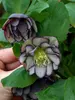Helleborus Black Tie Affair