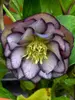 Helleborus Black Tie Affair