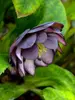 Helleborus Black Tie Affair