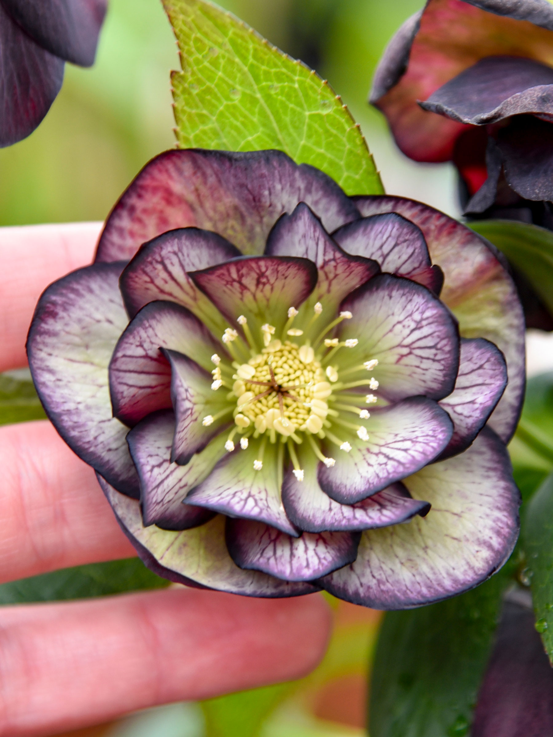 Helleborus Black Tie Affair | Bluestone Perennials
