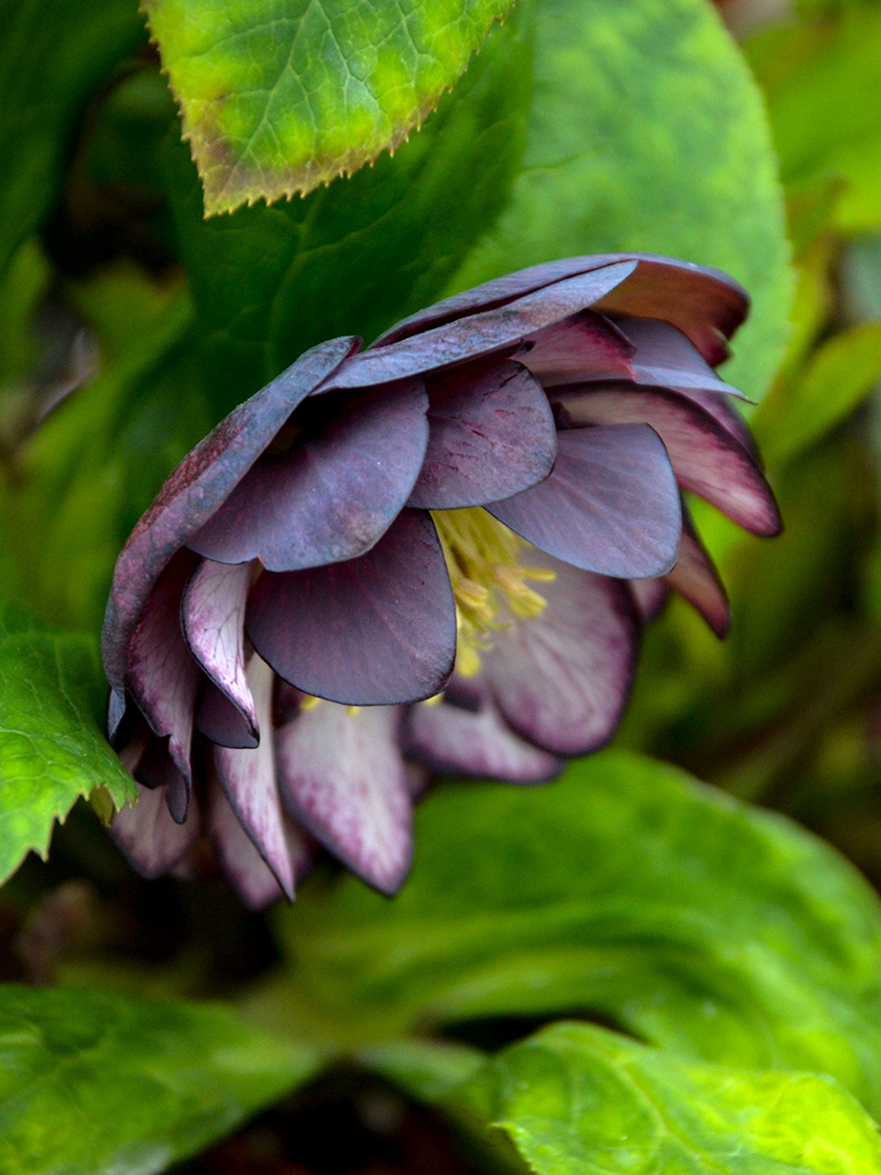 Helleborus Black Tie Affair | Bluestone Perennials