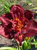 Hemerocallis Burgundy Love