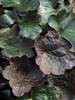 Heuchera Carnival Black Olive