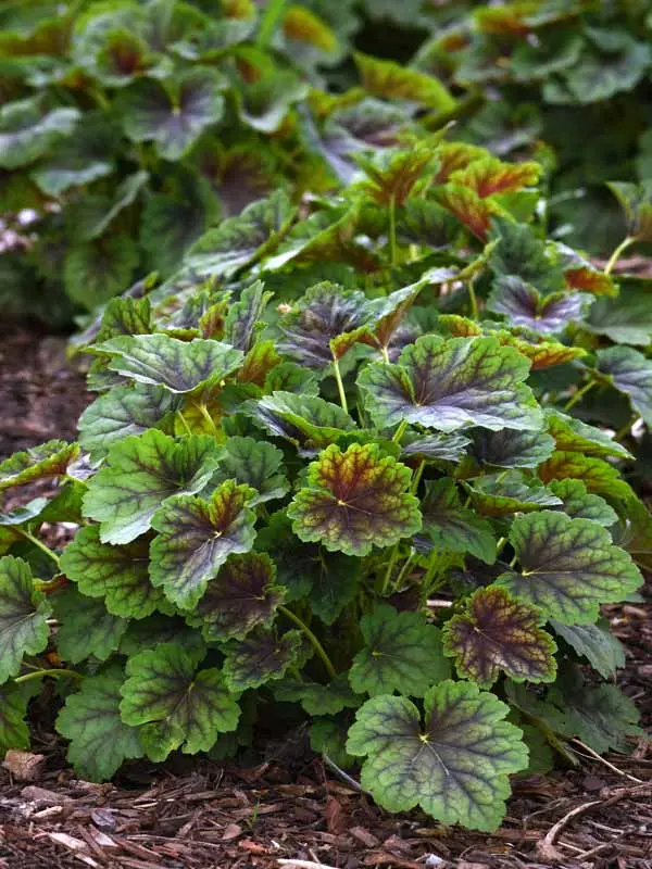 Heuchera Carnival Cocomint