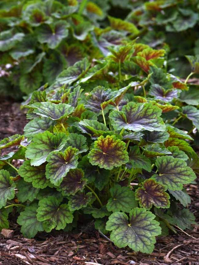 Heuchera Carnival Cocomint