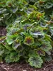 Heuchera Carnival Cocomint
