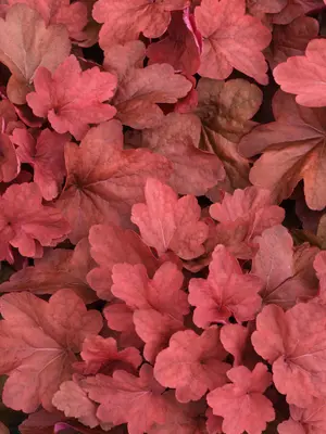 Link to Heuchera Carnival Cinnamon Stick