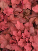 Heuchera Carnival Cinnamon Stick