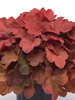 Heuchera Carnival Cinnamon Stick