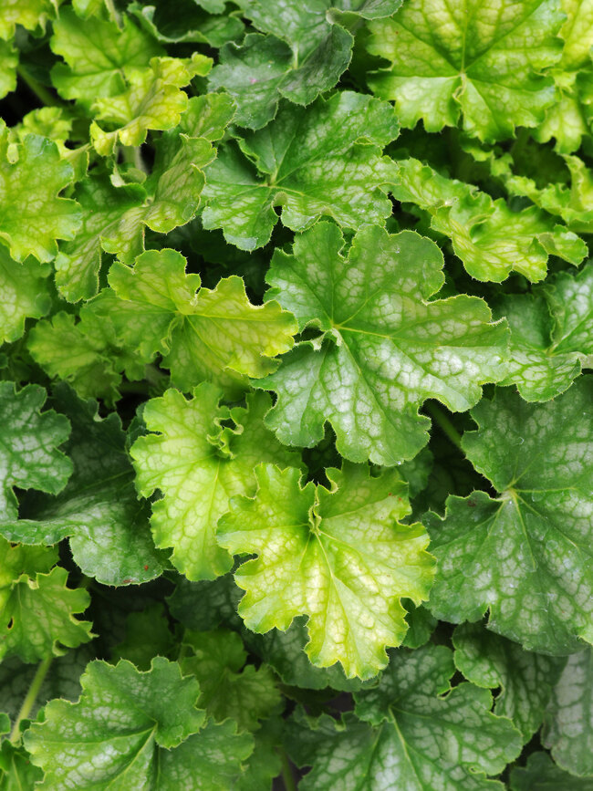 Heuchera Carnival Limeade