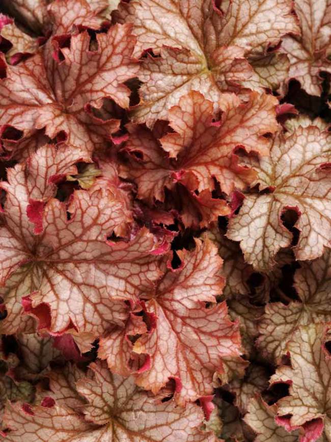 Heuchera Carnival Peach Parfait