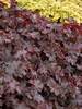 Heuchera Chocolate Ruffles