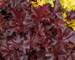 Heuchera Chocolate Ruffles