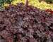 Heuchera Chocolate Ruffles