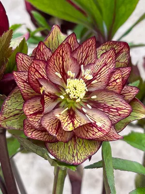 Helleborus / Lenten Rose | Bluestone Perennials
