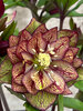 Helleborus Childhood Sweetheart