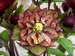 Helleborus Childhood Sweetheart