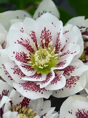 Link to Helleborus Confetti Cake