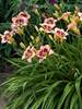 Hemerocallis Daring Deception