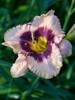 Hemerocallis Daring Deception