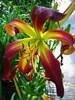 Hemerocallis Dancing on Air