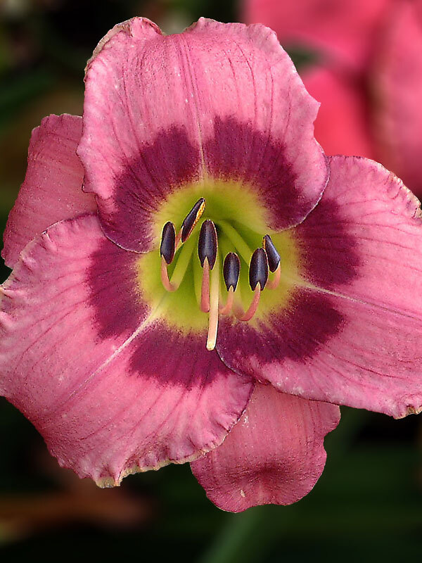 Hemerocallis Always-Afternoon