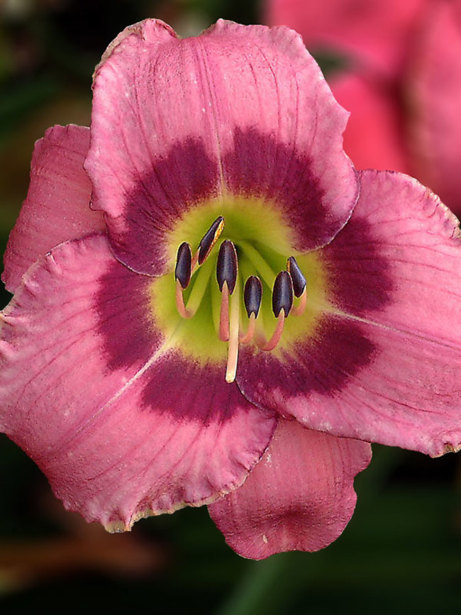 Hemerocallis Always-Afternoon