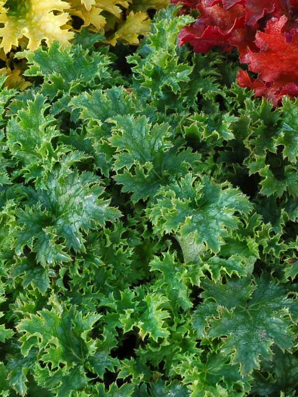 Heuchera Apple Crisp