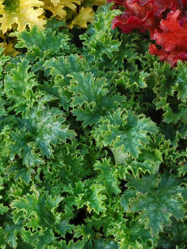 Heuchera Apple Crisp