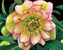 Helleborus Amber Gem – Bluestone Perennials