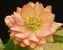 Helleborus Amber Gem – Bluestone Perennials