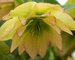 Helleborus Amber Gem