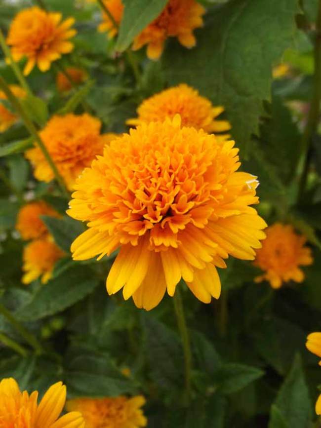 Heliopsis Asahi