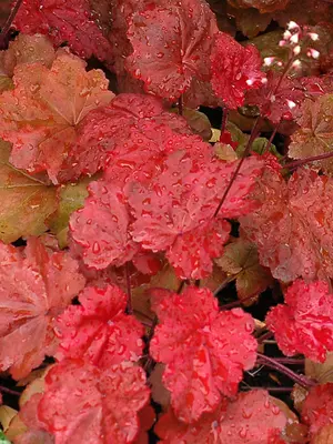 Link to Heuchera Autumn Leaves