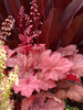 Heuchera Autumn Leaves